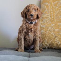 Edith - Red  female Goldendoodle puppy in College Station, Texas from Em & El Doodles