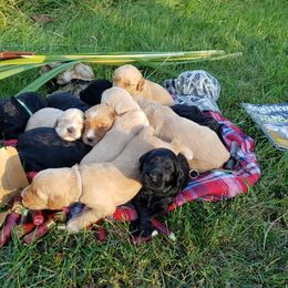Goldendoodle Puppies from Renegade Doodles