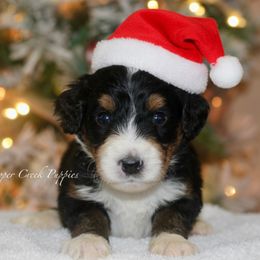 Grinch - Tri-color male Bernedoodle puppy in Lowry City, Missouri from Cooper Creek Puppies