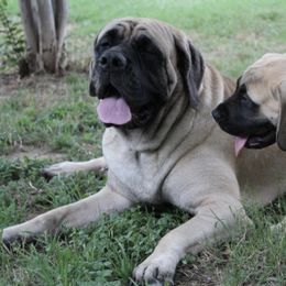 Mastiffs from Bluebonnet Mastiffs