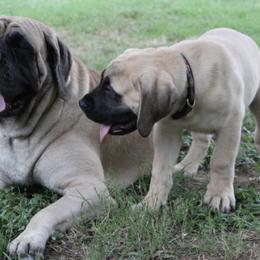 Mastiffs from Bluebonnet Mastiffs