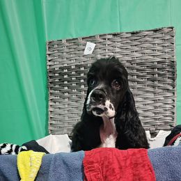 Girl 1 - Cocker Spaniel puppy in Peoria, Arizona from Stand Alone Cockers