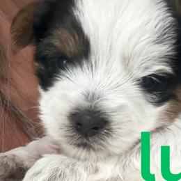 Boy 1 - Parti male Yorkshire Terrier puppy in Bowling Green, Kentucky from Broken Road Acres Yorkies