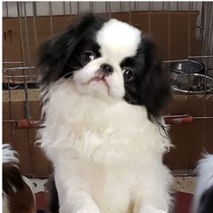 Chip - Japanese Chin