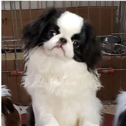 Chip - Japanese Chin