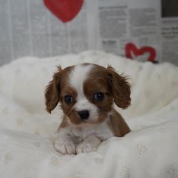 Chase - Blenheim male Cavalier King Charles Spaniel puppy in Lula, Georgia from Cavaliers by Crumley