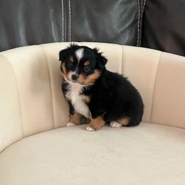 Chicky - Black tri male Toy Australian Shepherd puppy in Norco, California from River Springs Aussies
