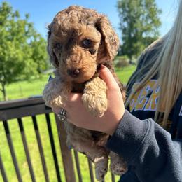 Dilly - Brown merle female Aussiedoodle puppy in Berrien Spring, Michigan from Red Bud Beautiful Doodles