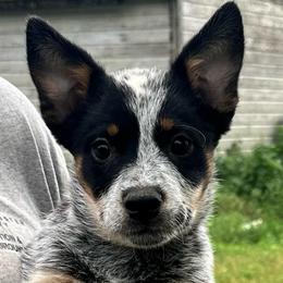 Girl 3 - Blue speckled female Australian Cattle Dog puppy in Iowa from OverTime Cattle Dogs