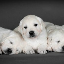 Boy Green - Light golden Golden Retriever puppy in California from Gildea Goldens