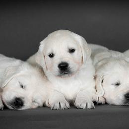 Boy Green - Light golden Golden Retriever puppy in California from Gildea Goldens