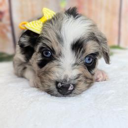 Luna (Yellow collar) - Blue merle female Australian Shepherd puppy in Coulee City, Washington from Mr and Mrs Doodle Farm