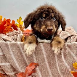 Moose - Red phantom male Aussiedoodle puppy in Austin, Texas from Doodles of Central Texas