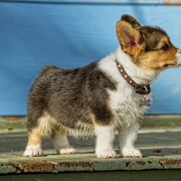 Pembroke Welsh Corgi Puppies from Half Hitch Corgis