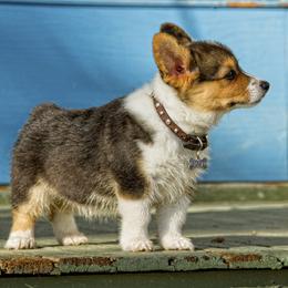 Pembroke Welsh Corgi Puppies from Half Hitch Corgis
