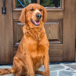 Autumn - Golden Retriever