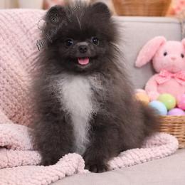 AKC Apollo - Blue male Pomeranian puppy in Sacramento, California from My Precious Poms