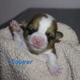 Cooper - Sable male Pembroke Welsh Corgi puppy in Purcellville, Virginia from Rhone River Farm Pembroke Welsh Corgis