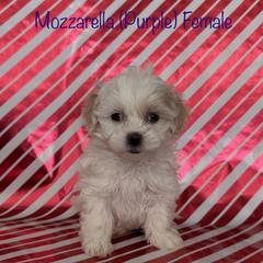 Mozzarella - Cream female Shichon puppy in De Pere, Wisconsin from Kinzor Kennels