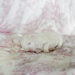 Dove - Parti female Goldendoodle puppy in Vancouver, Washington from Blissful Doodles