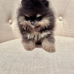 Gomez - Black and tan male Pomeranian puppy in Canandaigua, New York from Fingerlakes Pomeranians