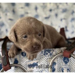 Cherie - Chocolate female Labrador Retriever puppy in Sullivan, Missouri from O’Dell Labs