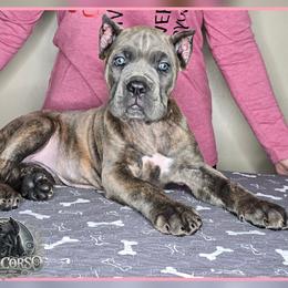 Skye - Gray brindle female Cane Corso puppy in Warren, Ohio from Northeast Ohio Cane Corso