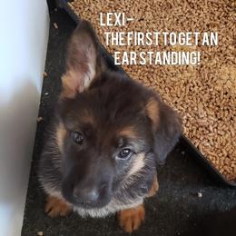 German Shepherd Puppies from Central Coast German Shepherds