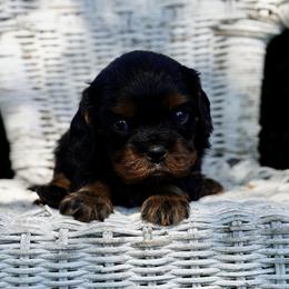 Archer - Black and tan male Cavalier King Charles Spaniel puppy in Lula, Georgia from Cavaliers by Crumley