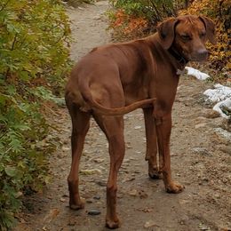Freya - Rhodesian Ridgeback