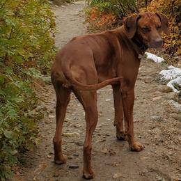 Freya - Rhodesian Ridgeback
