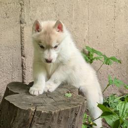 Spade - Red and white female Siberian Husky puppy in Wisconsin from Liberty Siberians