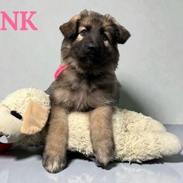 PINK - Black and tan female Shiloh Shepherd puppy in Lancaster, Ohio from Brick Chapel Shilohs