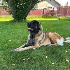 Leonberger All Grown Up from Inglenook Kennel