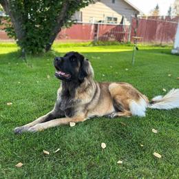 Leonberger All Grown Up from Inglenook Kennel