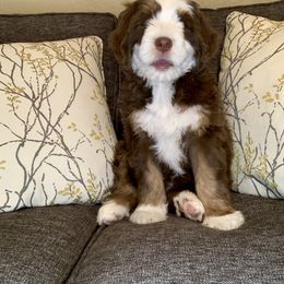 Bernedoodle Puppies from Lovable Bernedoodles