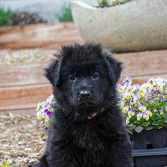 Lavender Collar - Black female German Shepherd puppy in Howell, Michigan from Sheyenne’s Shepherds