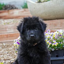 Lavender Collar - Black female German Shepherd puppy in Howell, Michigan from Sheyenne’s Shepherds