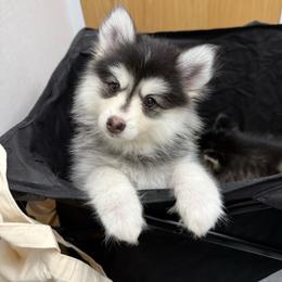 Jasmine - Black and white female Pomsky puppy in Wausau, Wisconsin from Arctic Star Pomskies