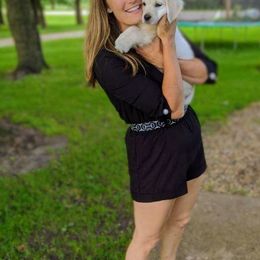 Goldendoodle and Golden Retriever Puppies from Goldens and Doodles of MN