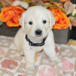 Tucker - Golden Retriever puppy from Sierra View English Creams