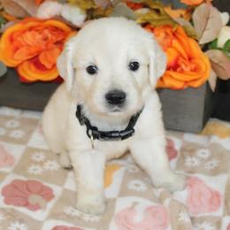 Tucker - Golden Retriever puppy from Sierra View English Creams