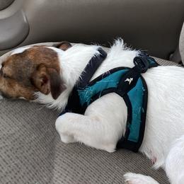 Russell Terriers from Royal Russells Ranch