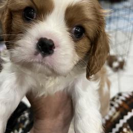 Chandon - Blenheim male Cavalier King Charles Spaniel puppy in North Bay Village, Florida from Cynthia's Cavaliers