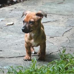 Trip - Sable and white male Teddy Roosevelt Terrier puppy in Cumming, Georgia from Barnett’s Rambling Terriers
