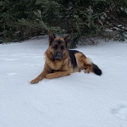Ranger - German Shepherd