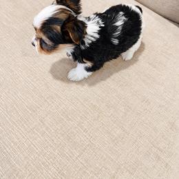 Yorkshire Terrier Puppies from Kashmir Yorkies