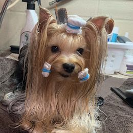 Mary Oliver - Yorkshire Terrier