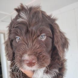 Chip - Brown and white male Aussiedoodle puppy in Apache Junction, Arizona from Loving Doodle