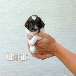 Giorgio (Orange Collar) - Chocolate male Goldendoodle puppy in Bell Buckle, Tennessee from Precious Puptown Doodles